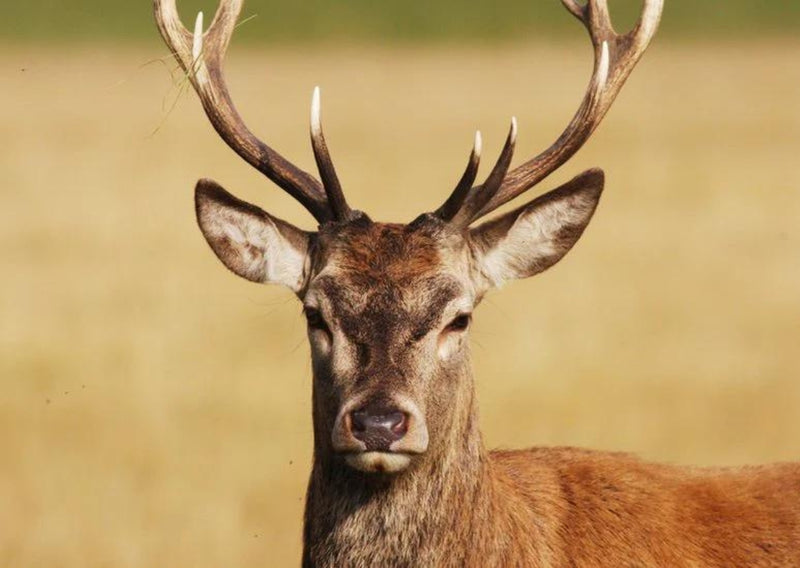 Australian hunting calendar: Hunting season for pest animals