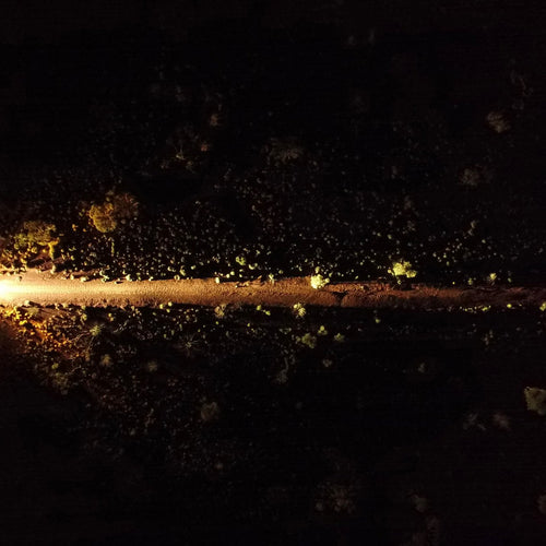 beast-amber-showcase-2.jpg__PID:0a14e761-0aa6-45a8-bba1-a188117417ce